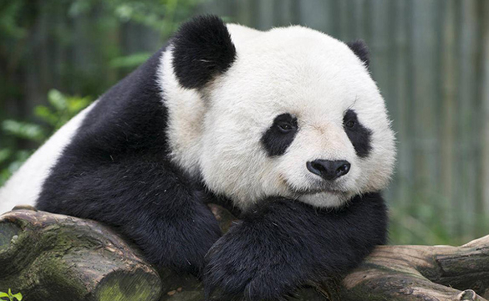大熊猫保护区